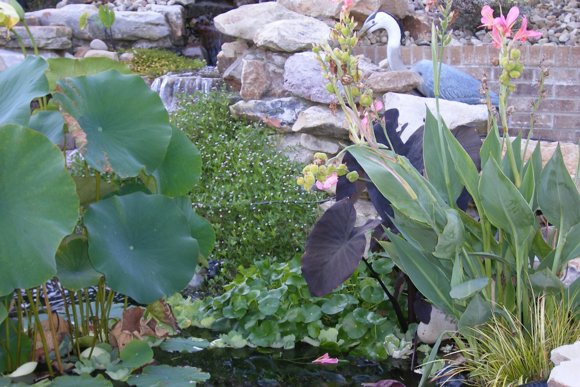 Pond Plants - cover