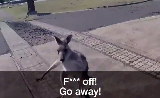 A Paraglider Landed In Australia And Was Immediately Attacked By A Kangaroo
