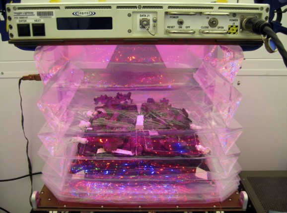 NASA’s putting plants inside special ‘pillows’ to grow veggies in space