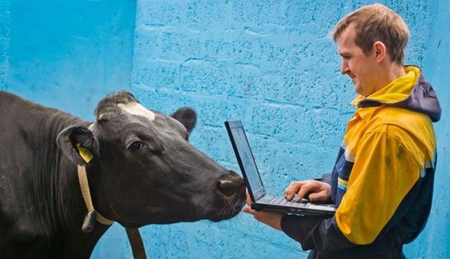 Cow computing? Scottish company creates wearable sensors for cows