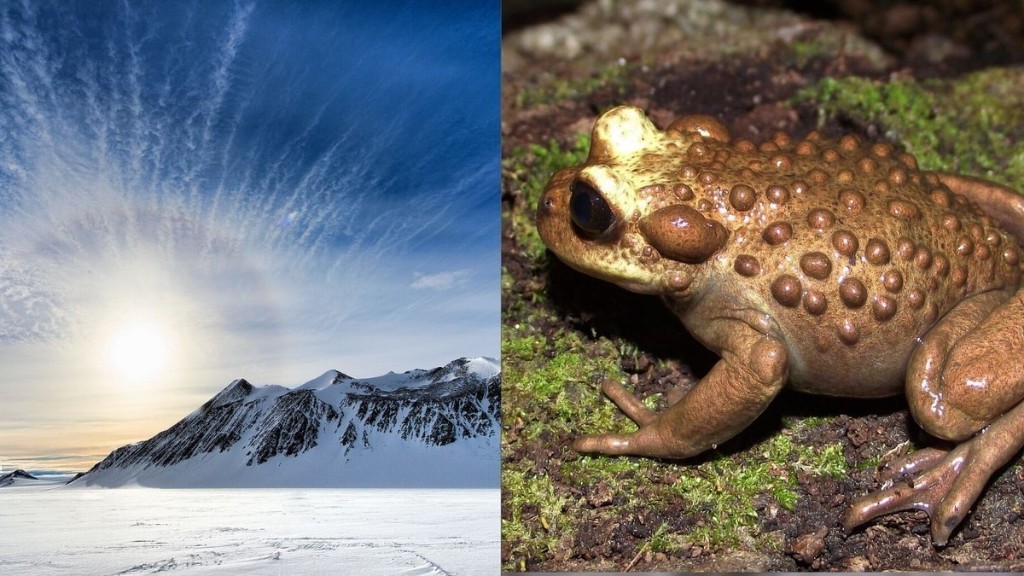 Scientists Found a Fossilized South American Frog in Antarctica