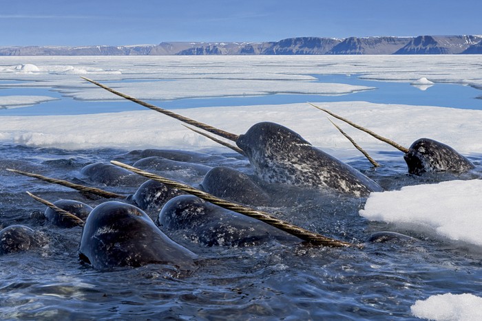 These Stunning Ocean Photos Seek to Save Our Seas