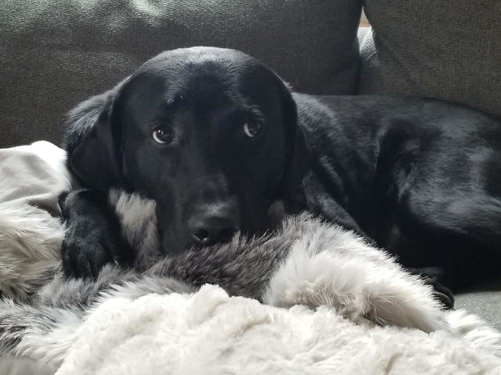 Your quarantined pet may be acting odd. Here’s how to help.