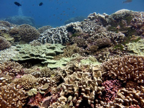 The coral reefs that almost made scientists cry (for joy)