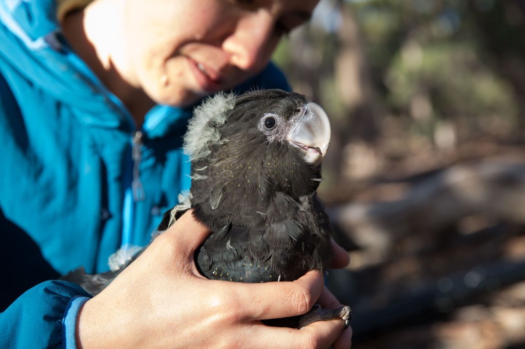 Big Ideas: More than a billion animals threatened by Australia’s fires