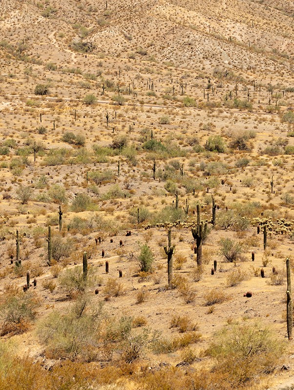 How America’s hottest city will survive climate change