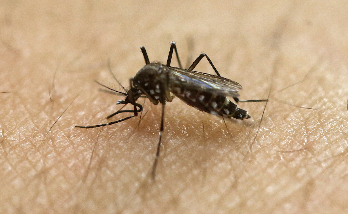 A female Aedes aegypti mosquito at the Biomedical Sciences Institute in the Sao Paulo's University in Sao Paulo, Brazil. AP Photo/Andre Penner, File